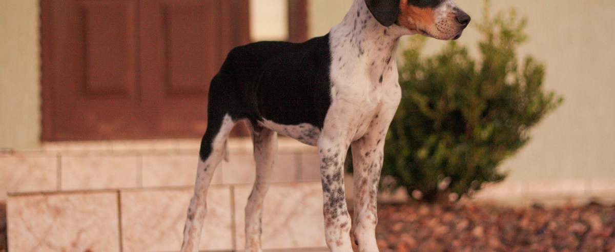 Foxhound amerykański: jankeski pies na lisy