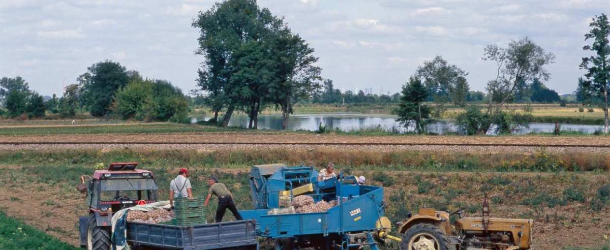 PHOTO: ARKADIUSZ ZIOLEK / EAST NEWS OKOLICE WARSZAWY WYKOPKI ZAUTOMATYZOWANY PROCES WYKOPKOW ZIEMNIAKOW ZIEMNIAKI WYKOPYWANIE LIFT TO POTATOES CROPS 03 / 09 / 2005