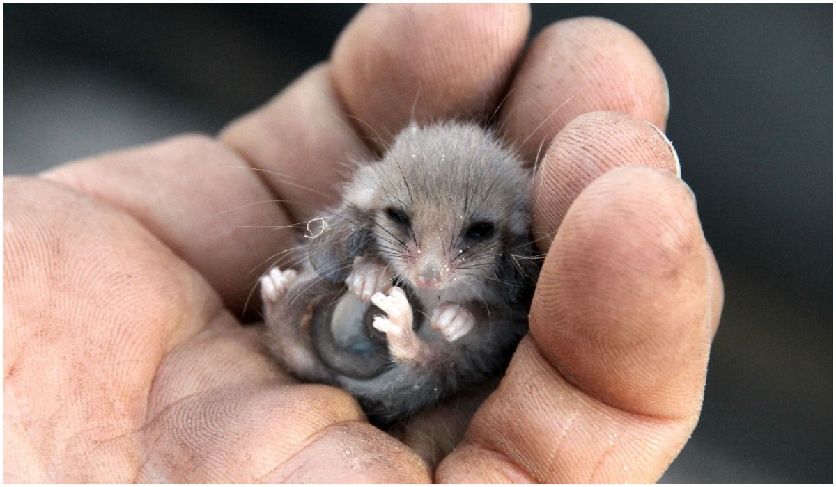 Najmniejszy na świecie ssak walczy o przetrwanie. Waży tylko 7 gramów i jest mniejszy niż mały palec