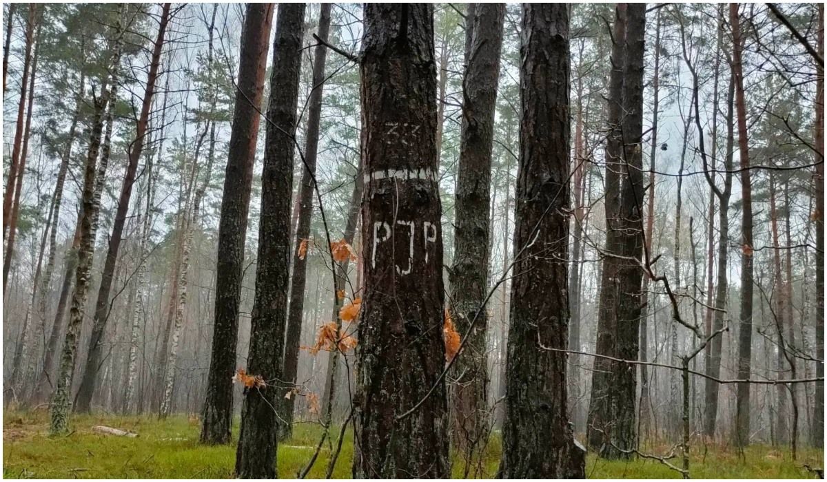Tajemnicze znaki w leśnych ostępach. Co oznacza ten symbol na drzewach