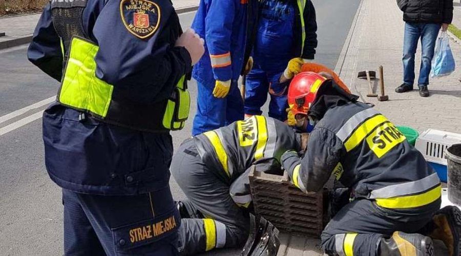 Strażacy i strażnicy ratują kaczki, które wpadły do studzienki w Warszawie