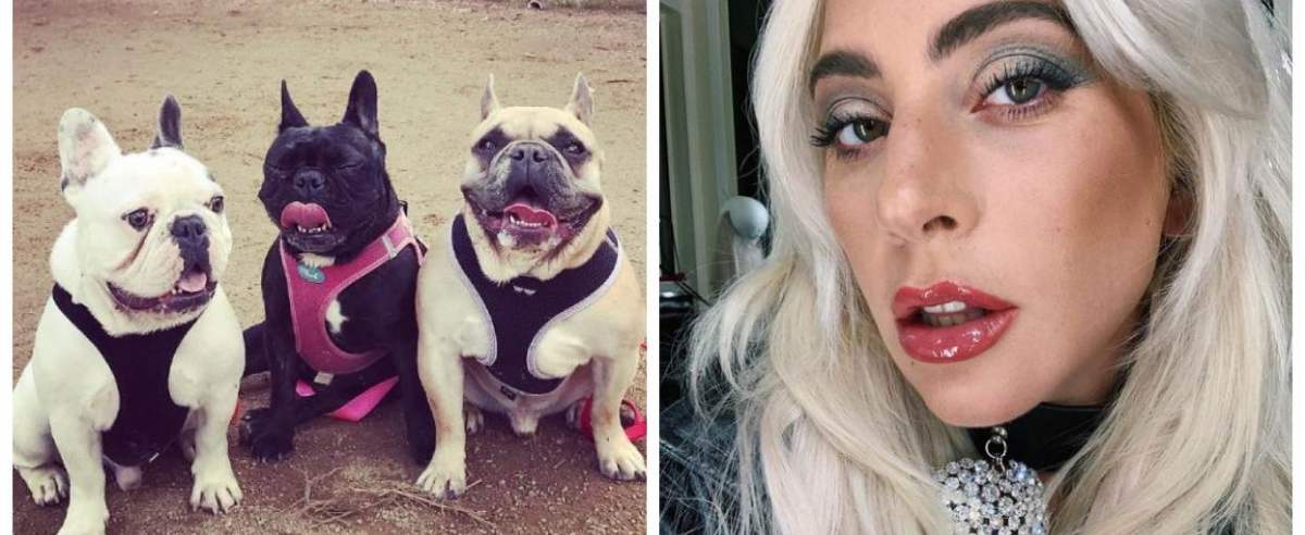 Lady Gaga i jej psy