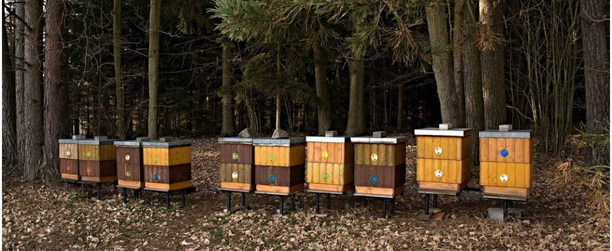 Pszczoły otrute w Mszczonowie
