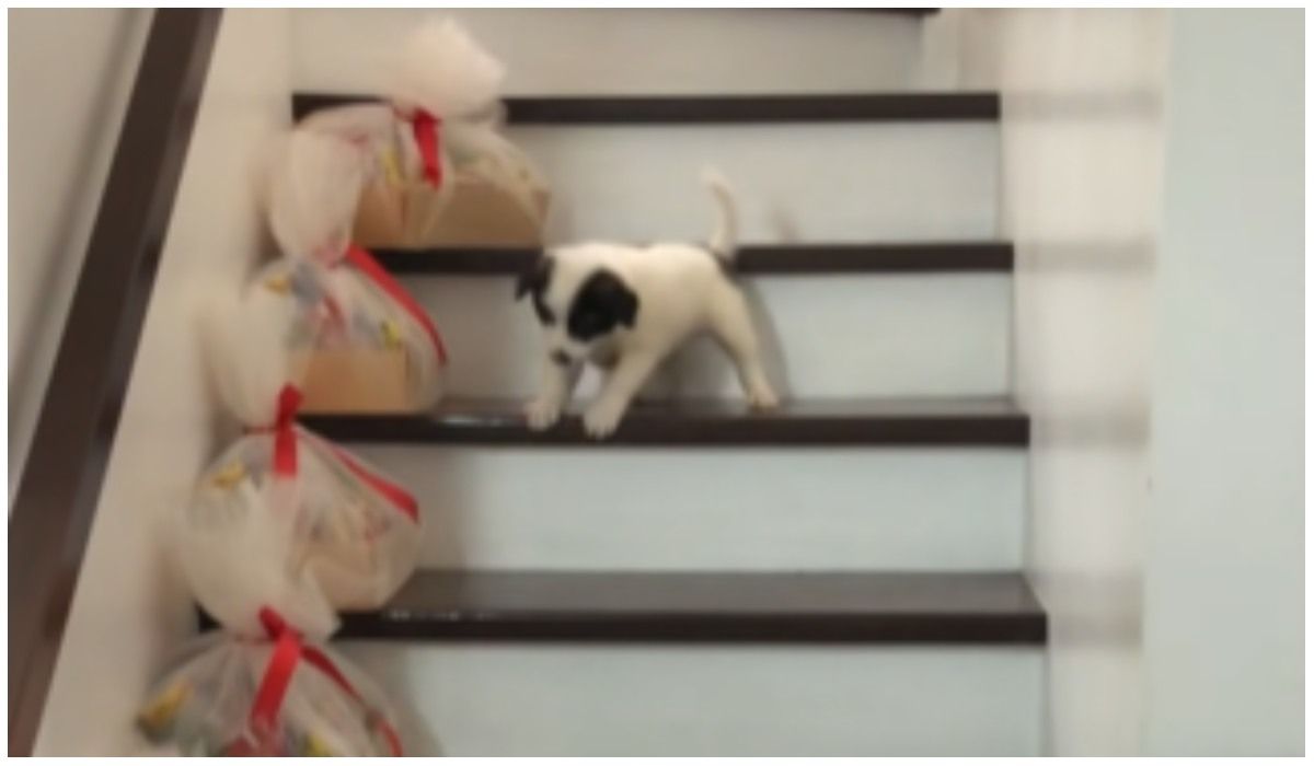 Słodki szczeniaczek boi się zejść po schodach. Starsza siostra zafundowała mu terapię szokową