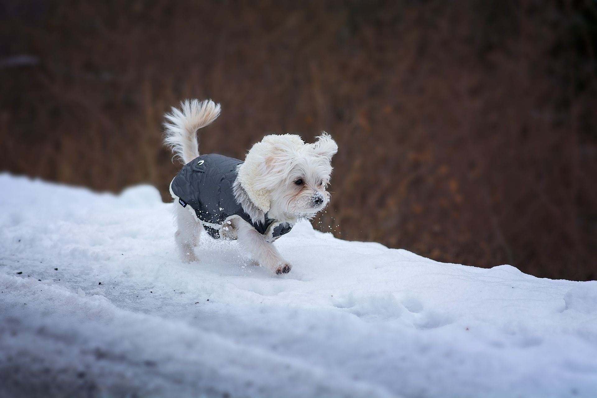 Pies w zimowej kurtce