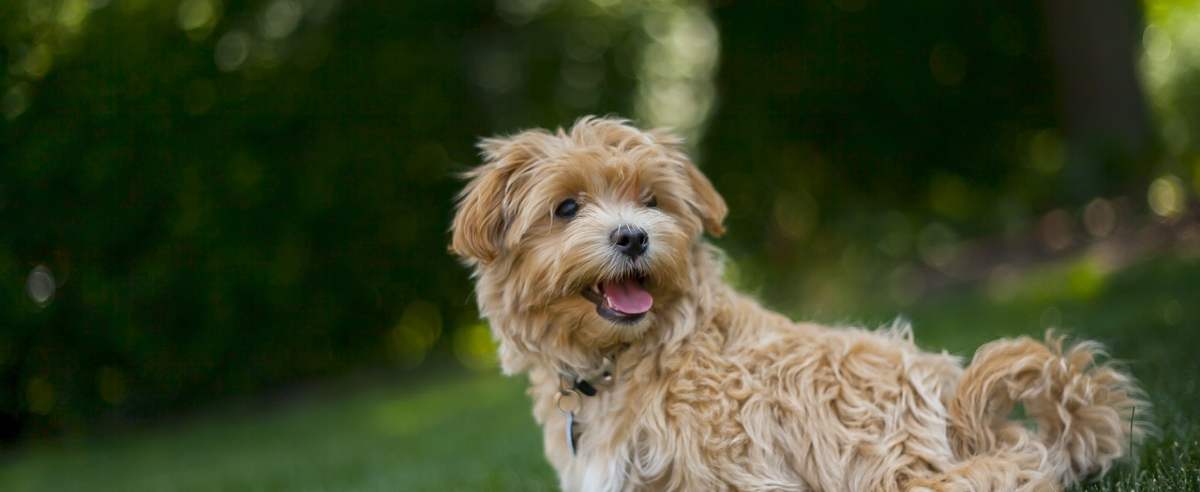 Maltipoo – urocza hybryda maltańczyka i pudla