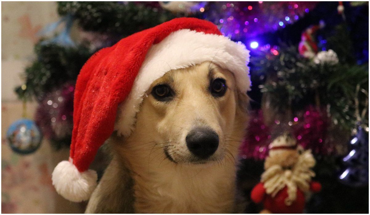 Pies świąteczny