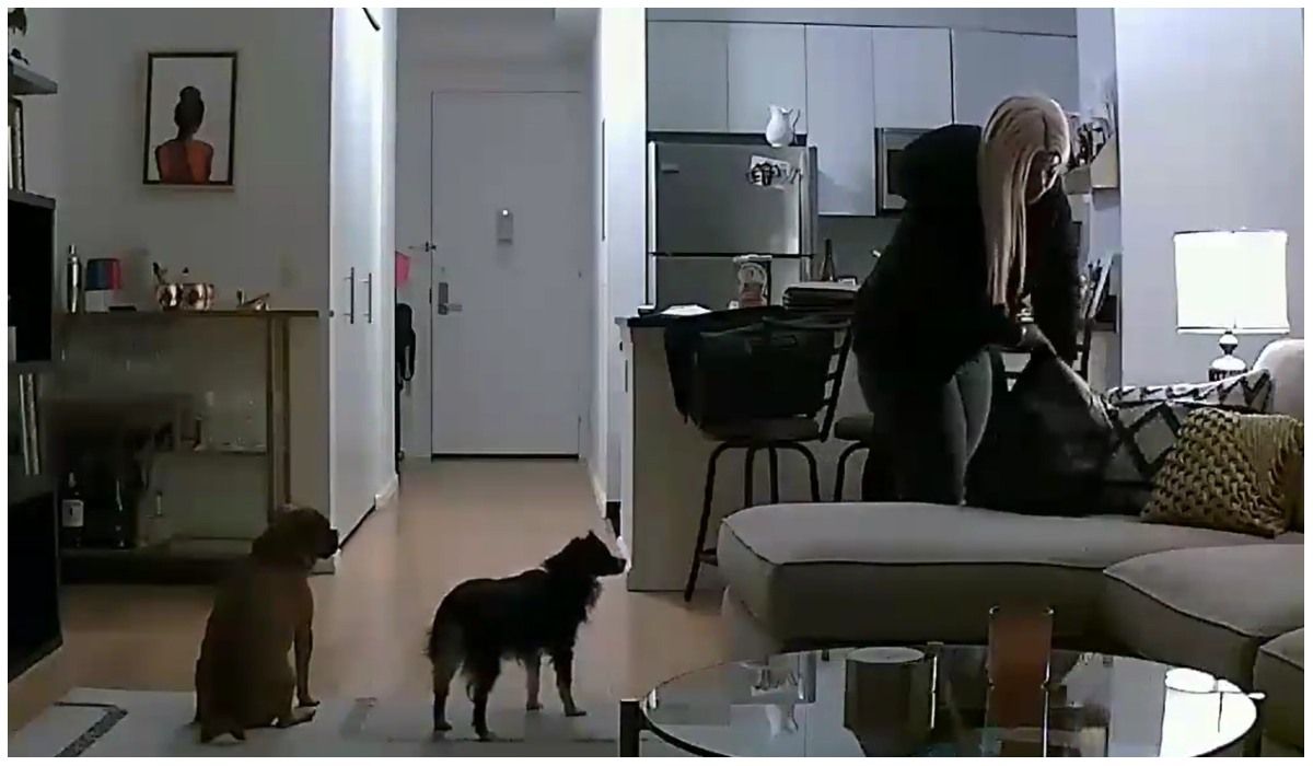 Ukryła w domu kamerę, aby zobaczyć, co robi opiekunka do psów. Wkrótce zajęła się nią policja