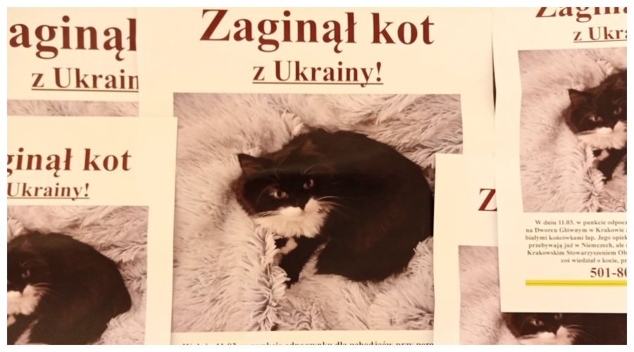 Kot należący do uchodźców z Ukrainy