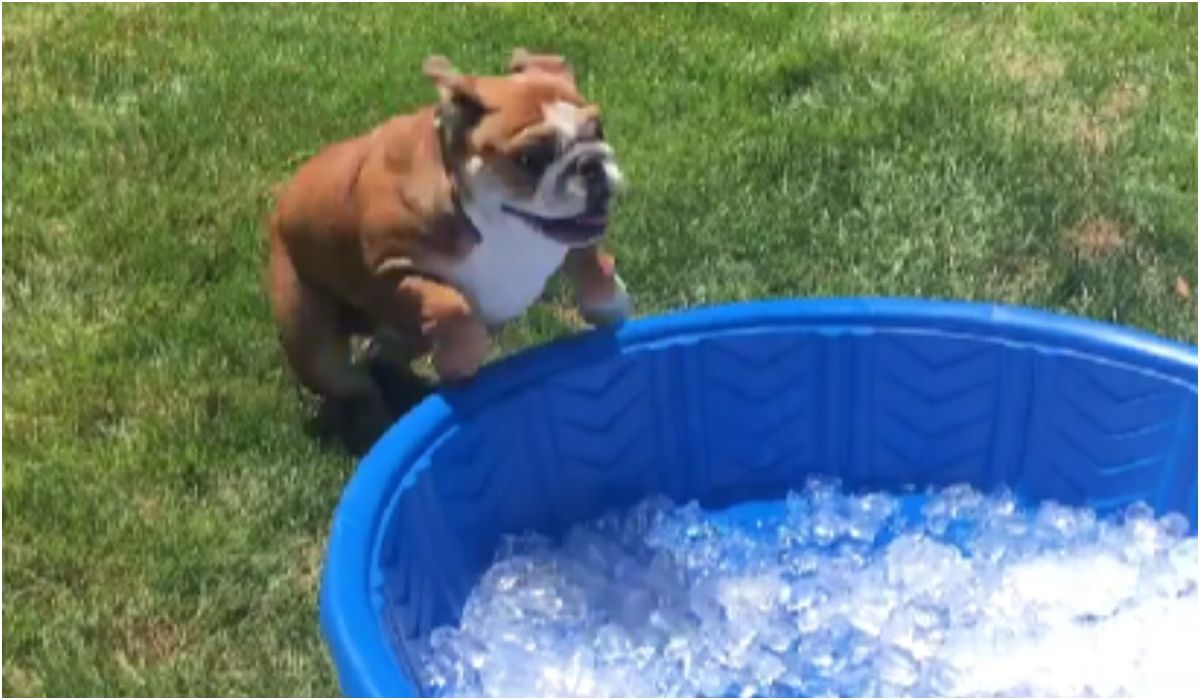 buldog