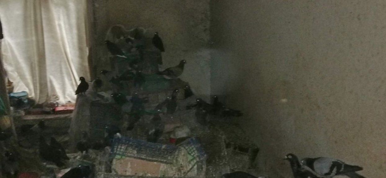 gołębie na stertach śmieci