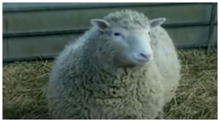Owieczka Dolly