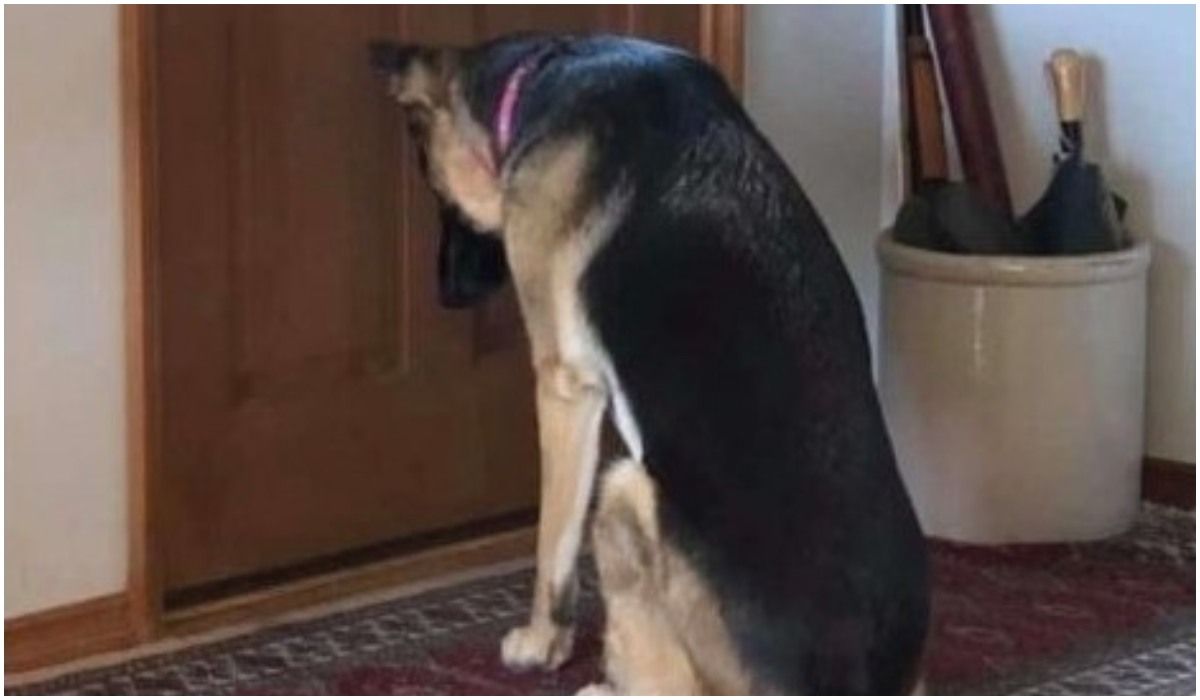 pies pod drzwiami