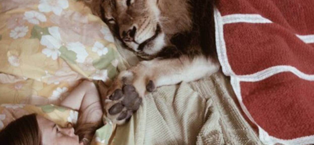 Mała Melanie Griffith z lwem łóżku