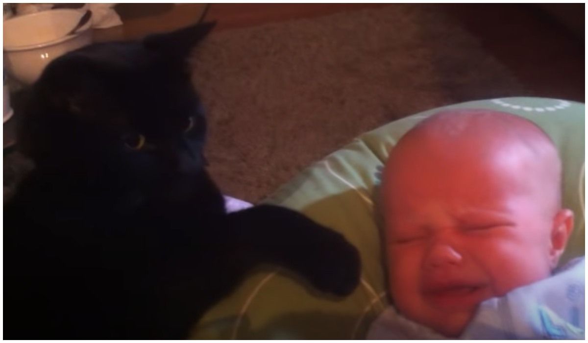 Rodzice Starali Się Uspokoić Płaczące Dziecko Lecz Bez Skutku Czarny Kot Pokazał Im Jak Się 7030