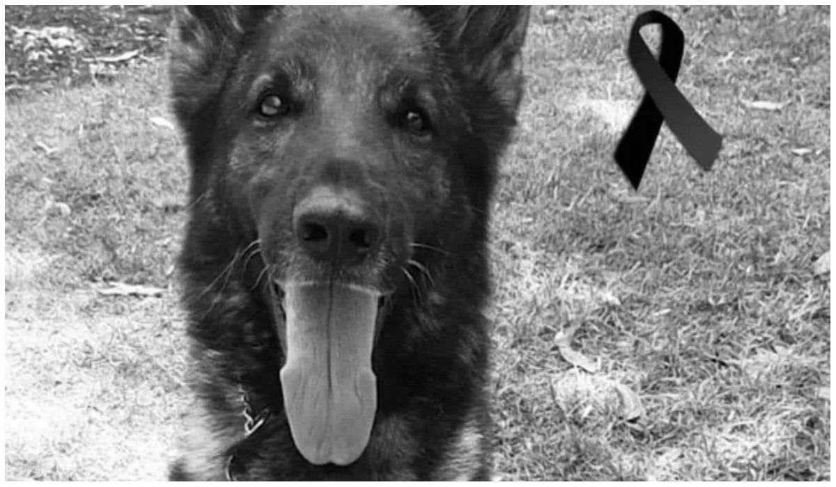 Dzisiaj opłakujemy stratę prawdziwego bohatera . Pies ratowniczy Proteo zginął podczas ratowania ludzi w Turcji