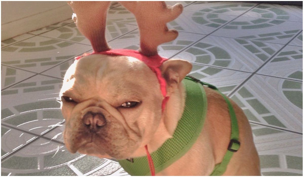 buldog