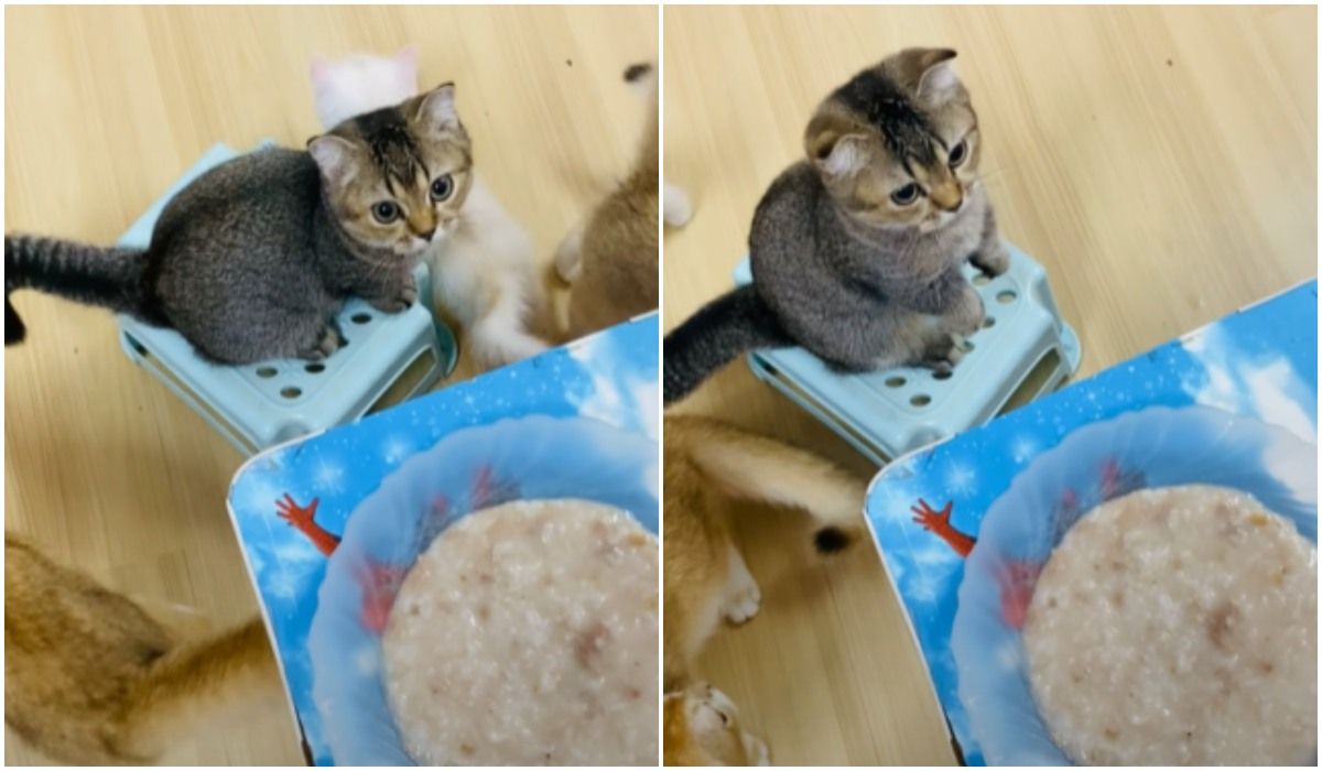 Kot ciągle prosi o jedzenie, choć ma pełną miseczkę. Nie ma nic bardziej uroczego