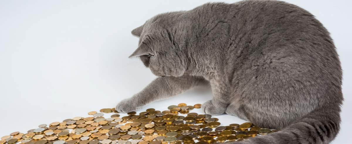 Ile miesięcznie kosztuje utrzymane kota?