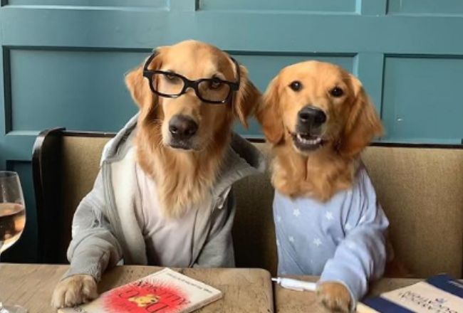 golden retriever