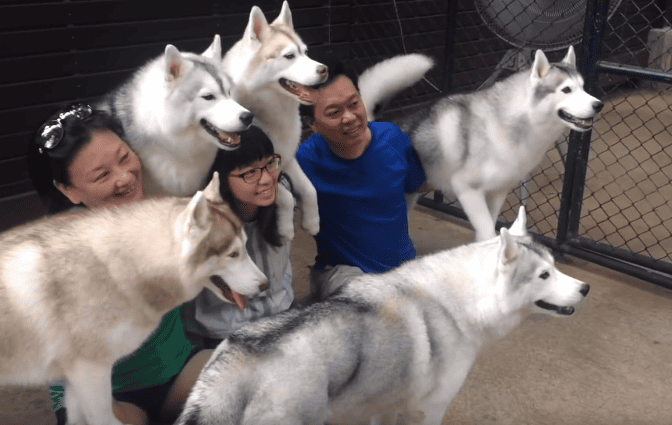 HUSKY