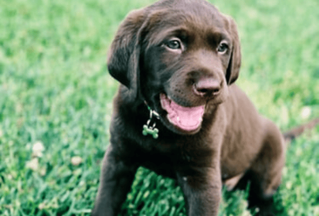 suczka labrador