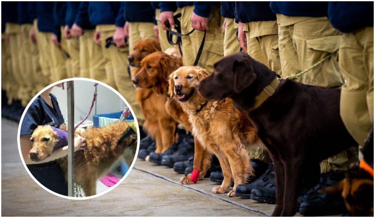 Psy ratownicze zakończyły misję w Turcji. Oto jakie luksusy czekały na nie po powrocie do Polski