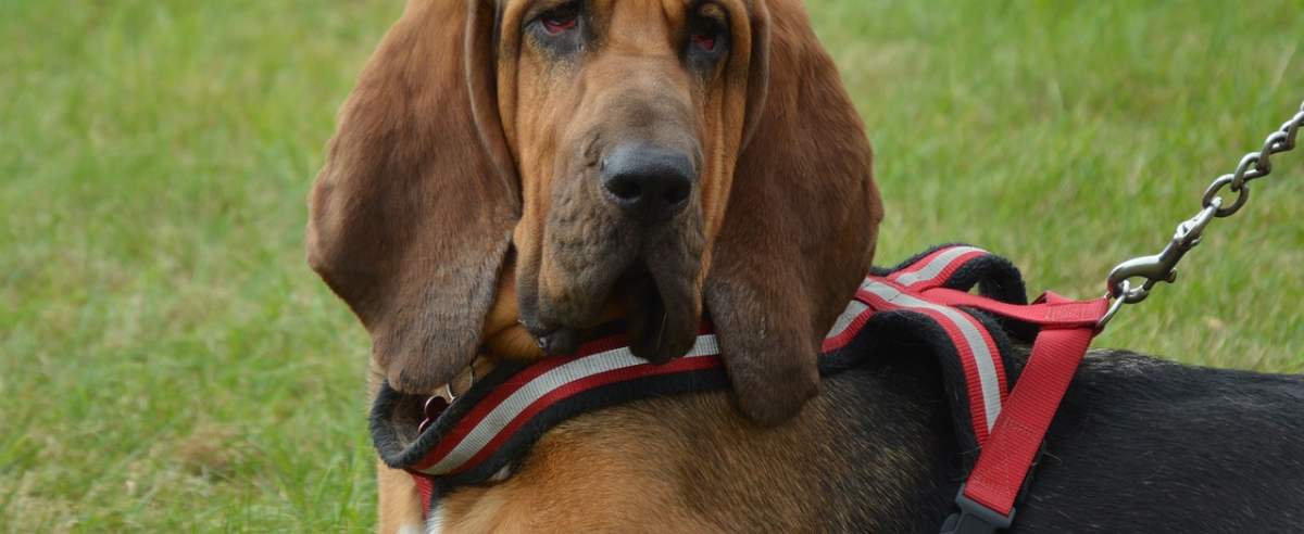 Bloodhound - pies gończy czystej krwi