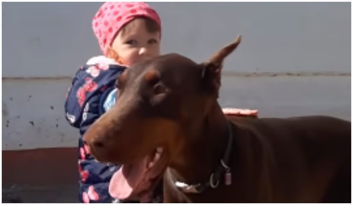 Doberman Ma Wyjątkową Relację Z Dziewczynką Gdy Wyciąga Do Niego Rączkę Pies Nie Może Się