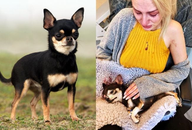 chichuahua