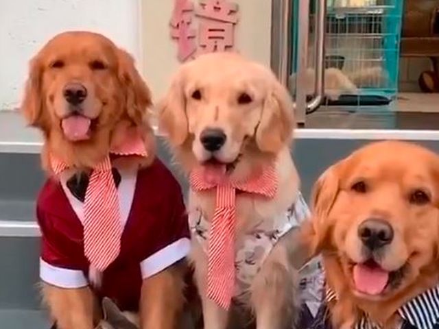 Golden retriever