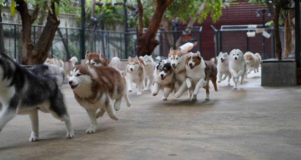 husky 