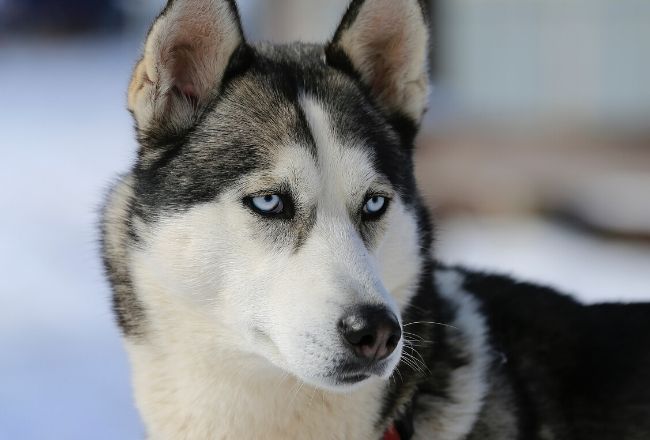 husky