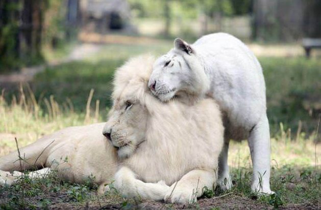 biały lew