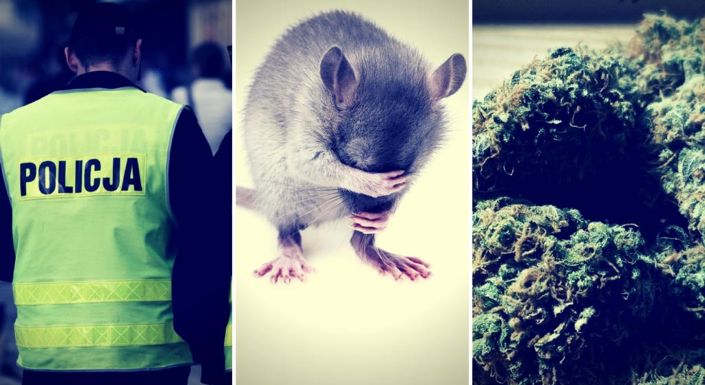 marihuana