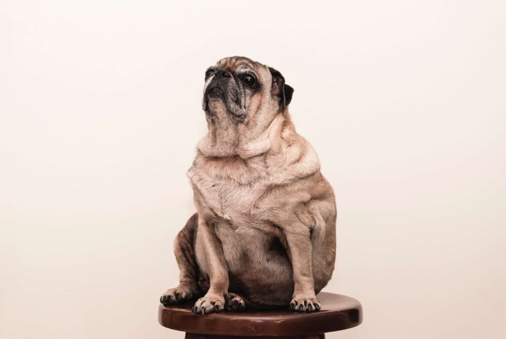 mops
