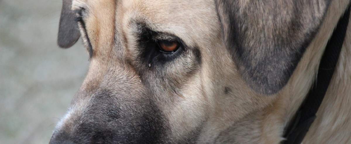 Broholmer - potężny duński pies z długą historią