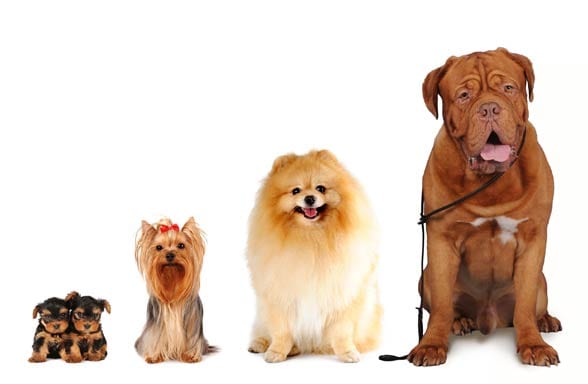 rasy psów domowych